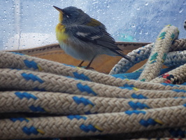 2paptl-14 dxo 51313445089 o