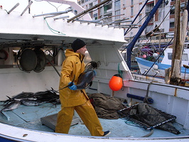 we voile apr 07 2 471560168 o